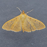 5215 The Alamo Moth – Condylorrhiza vestigialis