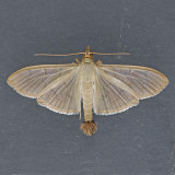 5215 The Alamo Moth – Condylorrhiza vestigialis