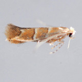 803 Maple Leaf Blotch Miner - Cameraria aceriella