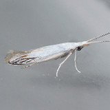 1256  Coleophora tiliaefoliella