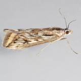 5017 Alfalfa Webworm Moth – Loxostege cereralis