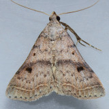 8370 Bent-wing Owlet - Bleptina caradrinalis