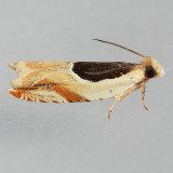 3367 Oak Leaffolder - Ancylis burgessiana