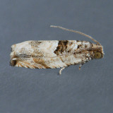 3226 Cottonwood Twig Borer Moth  Gypsonoma haimbachiana