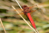 Cardinal Meadowhawk - Palomar Mtn. State Park