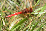 Cardinal Meadowhawk - Palomar Mtn. State Park