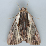 8857 Ultronia Underwing - Catocala ultronia