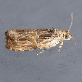 2825 Olethreutes exaeresima