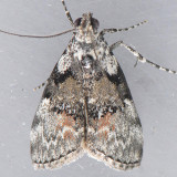 5605 Pococera aplastella - Aspen Webworm Moth