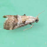 5619 Pococera baptisiella