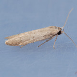 1169 Calosima dianella