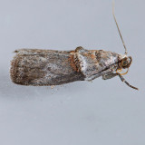 5664  Hickory Shoot Borer - Acrobasis caryae