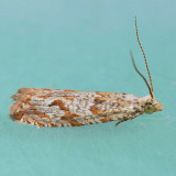 2706 Bactra furfurana
