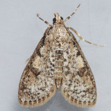5227 - Palpita aenescentalis