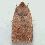 9933 Straight-Toothed Sallow -  Eupsilia vinulenta