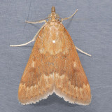 4975 Garden Webworm - Achyra rantalis