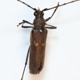 Banded Hickory Borer - Knulliana cincta cincta