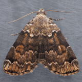 8322 American Idia - Idia americalis