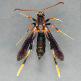 2589 Ash Borer Moth -  Podosesia syringae