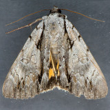 8872 Clintons Underwing - Catocala clintonii