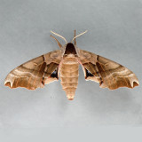 7821 Twin-spotted Sphinx - Smerinthus jamaicensis