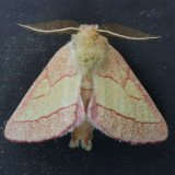 8022 Pink Prominent - Hyparpax aurora