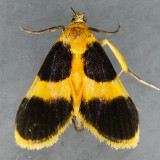 Oklahoma Moths