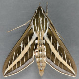 7894 White-lined Sphinx - Hyles lineata