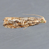 2706 Bactra furfurana