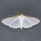 5218 Four-spotted Palpita - Palpita quadristigmalis