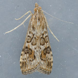 5156 Lucerne Moth - Nomophila nearctica