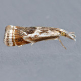 5420 Elegant Grass-veneer - Microcrambus elegans