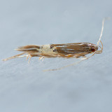 Cosmopterix