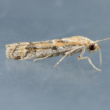 5916 – Heterographis morrisonella