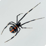 Juvenile Black Widow Spider female
