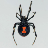 Juvenile Black Widow Spider female