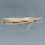 5439  Woolly Grass-veneer  Thaumatopsis pexellus