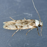 1067 White-shouldered House Moth - Endrosis sarcitrella