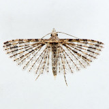 2313 Six-plume Moth  Alucita montana 