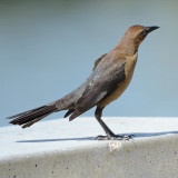Brewer's Blackbird