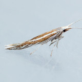  1355  Coleophora nigrostriata