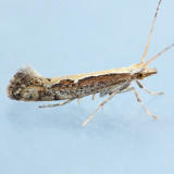 2366 Diamondback Moth   Plutella xylostella