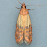 6019 Indian Meal Moth  Plodia interpunctella 