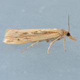 5453  Western Lawn Moth - Tehama bonifatella