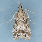 4729 Eudonia spaldingalis ?