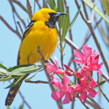 Male Hooded Oriole