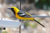 Male Hooded Oriole