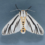 8249 Clio Tiger Moth  Ectypia clio 