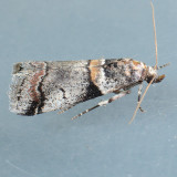 5655 Destructive Pruneworm Moth   Acrobasis tricolorella 