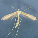 6211 Coyote Brush Moth -  Hellinsia grandis